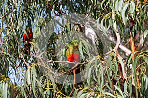 Australian King Parrot sitting on a branch, Kennett River, Victoria, Australia