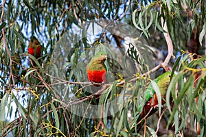 Australian King Parrot sitting on a branch, Kennett River, Victoria, Australia