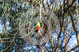 Australian King Parrot sitting on a branch, Kennett River, Victoria, Australia