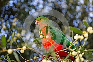 Australian King Parrot sitting on a branch, Kennett River, Victoria, Australia