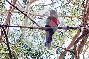 Australian King Parrot sitting on an eucalyptus tree