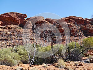 The Australian Kings Canyon