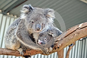 An Australian koala