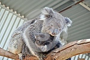 An Australian koala