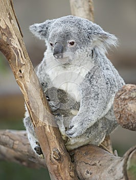 Australian koala bear adult female baby joey