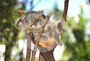 Australian koala bear and baby