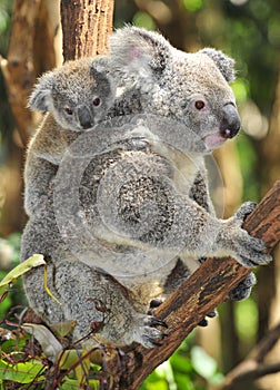 Australian koala bear carrying cute baby photo