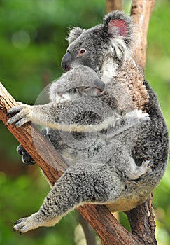 Australian koala bear carrying cute baby australia