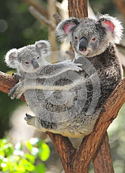 Australiano un oso contabilidad lindo un nino 