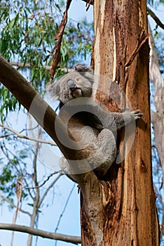 Australian koala bear climbing on eucalyptus tree, Victoria, Australia.
