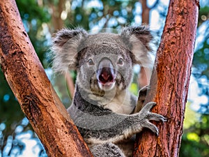 Australian koala bear with cute baby