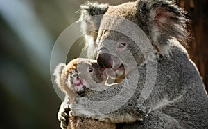 Australian koala bear with cute baby