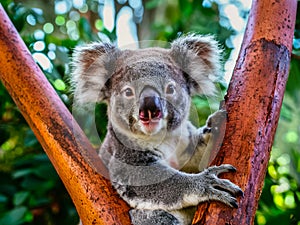 Australian koala bear with cute baby