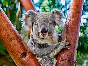 Australian koala bear with cute baby