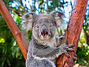 Australian koala bear with cute baby