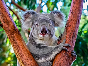 Australian koala bear with cute baby