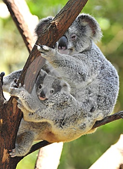 Australian koala bear with cute baby australia