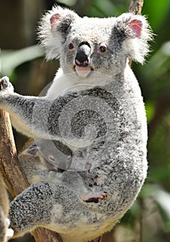 Australian koala bear with cute baby australia photo