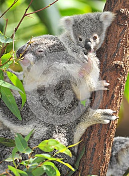 Australian koala bear with cute baby australia