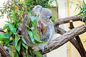 Australian koala bear on eucalyptus tree