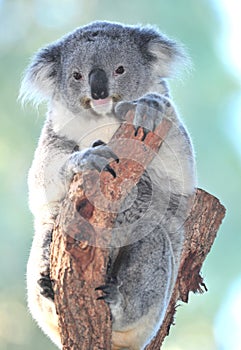 Australian Koala Bear eucalyptus tree,queensland photo