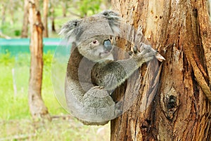 Australian koala bear on eucalyptus tree, Victoria, Australia.