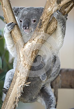 Australian koala bear with her baby joey on belly