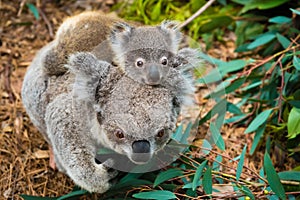 Australian koala bear native animal with baby