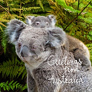 Australian koala bear native animal with baby and Greetings from Australia text