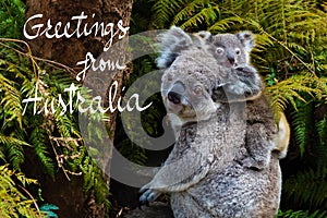 Australian koala bear native animal with baby and Greetings from Australia text