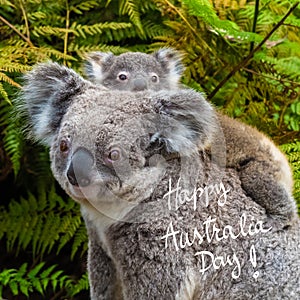 Australian koala bear native animal with baby and Happy Australia Day greeting