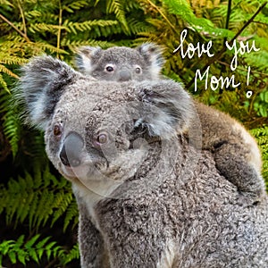 Australian koala bear native animal with baby and Love You Mom text