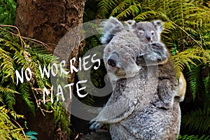 Australian koala bear native animal with baby and No Worries mate text