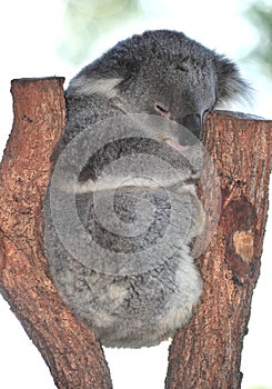 Australian Koala Bear sleeping tree,queensland photo