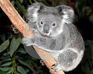 Australian koala bear in tree