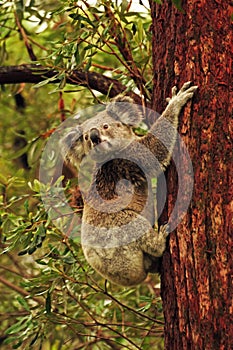 Australian koala bear wild free in forest gum trees Stradbroke Island, Australia