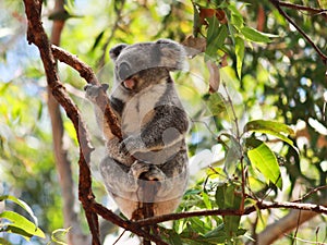 Australian koala in branch of eucalyptus gumtree