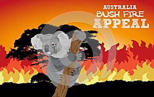 Australian Koala in Bushfire - Australian Bush Fire Appeal