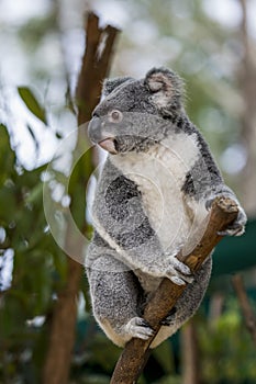 Australian Koala