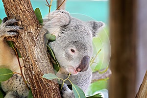 An Australian Koala Eating Leaves