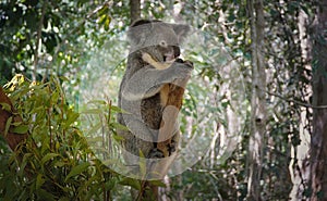 Australian koala in  a gum tree