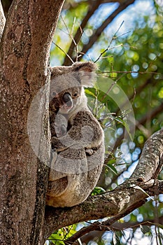 Australian Koala And Her Cute Joey