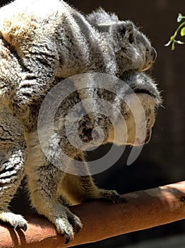 Australian Koala Phascolarctidae