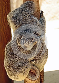 Australian Koala Phascolarctidae