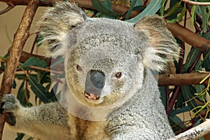 Australian Koala Phascolarctidae