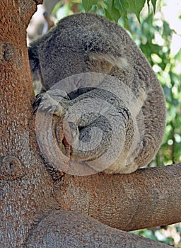 Australian Koala Phascolarctidae