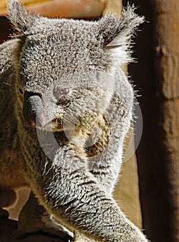 Australian Koala Phascolarctidae