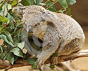 Australian Koala Phascolarctidae