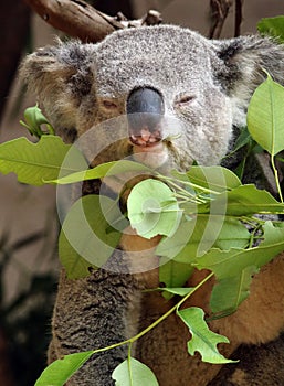 Australian Koala Phascolarctidae