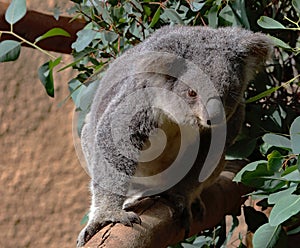 Australian Koala Phascolarctidae